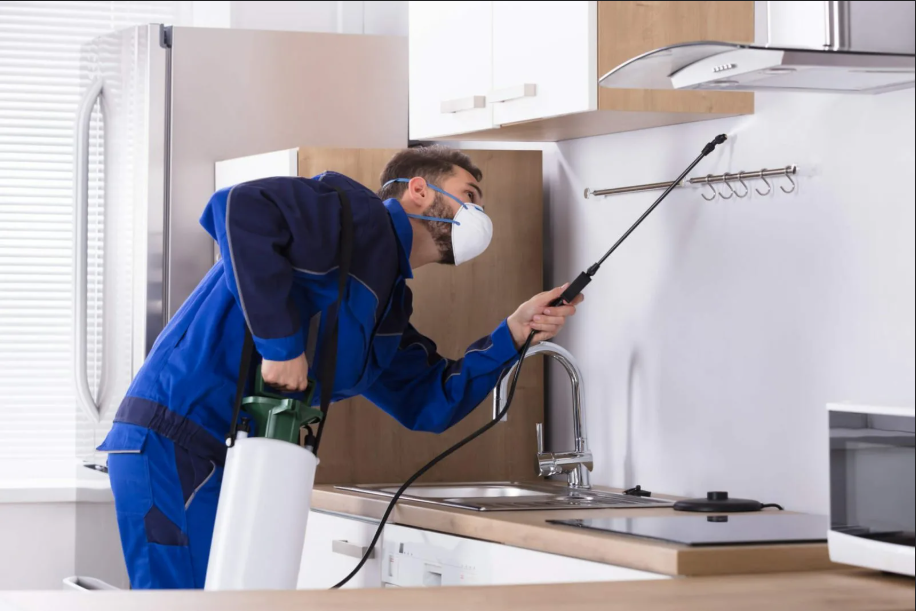North Olmsted Wasp Removal